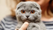 Manche Rasse-Liebhaber finden diesen Anblick richtig süß. Dass diese Katze ihr Leben lang mit ...