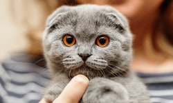 Das Ergebnis sind Katzen, die kaum springen, sich wenig bewegen und ruhig wirken – doch hinter ...