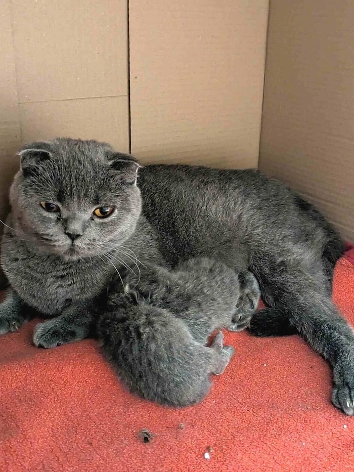 „Sushi“ landete mit ihren Babies im Tierheim. Auch die Kitten tragen den absichtich gezüchteten ...