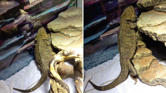 Zu wem gehört diese Schönheit?