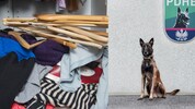 Für Diensthund „Chase“ (rechts) war das Versteck nicht gut genug.