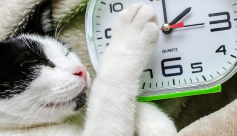In der Nacht von Samstag, den 24. auf Sonntag, den 25. Oktober 2026 werden die Uhren um eine ...