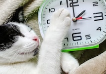 Am Sonntag wird die Uhr wieder um eine Stunde vorgestellt.