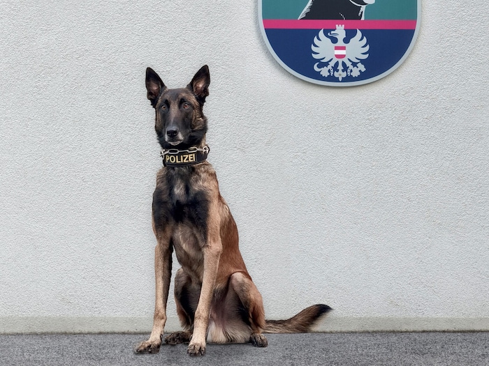 Diensthund „Chase“