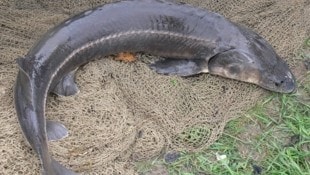 „Patrick“, der Stör, wurde nur ganz kurz bestaunt und dann wieder in die Freiheit der Wellen ...