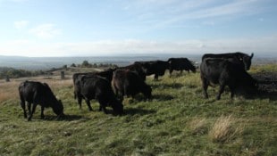 Auf dem Hügel haben die Rinder beste Aussicht auf die umliegenden Ortschaften und den Neusiedler ...