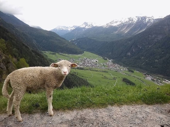 Tierisch fällt der Ausblick von Farst hinunter nach Umhausen und ins Ötztal aus.