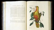 Schön bunt: Psittacus Paradisi ex Cuba, ein Paradiespapagei aus Kuba.