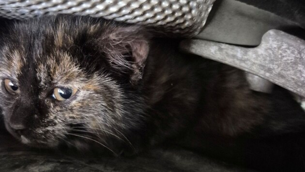 Die kleine Katze konnte weder vor noch zurück.