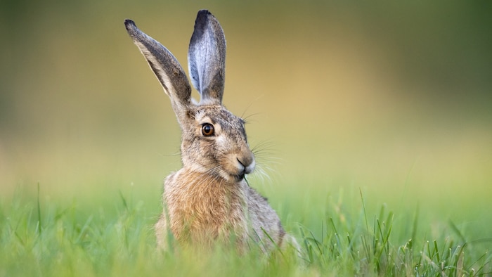 Der Feldhase ist in Wien bedroht – nicht nur durch die Jagd, sondern auch durch die derzeit in ...