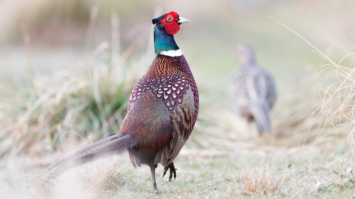 Im Jagdjahr 2023/24 wurden 81 Fasane in Wien erlegt.
