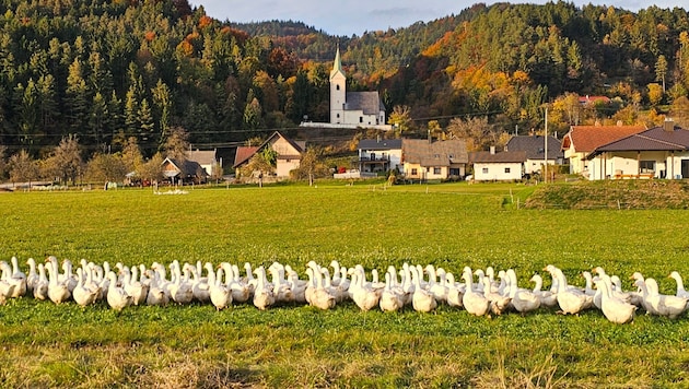 Auch in Feistritz im Rosental wachsen Biogänse ran.