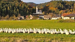 Auch in Feistritz im Rosental wachsen Biogänse ran.