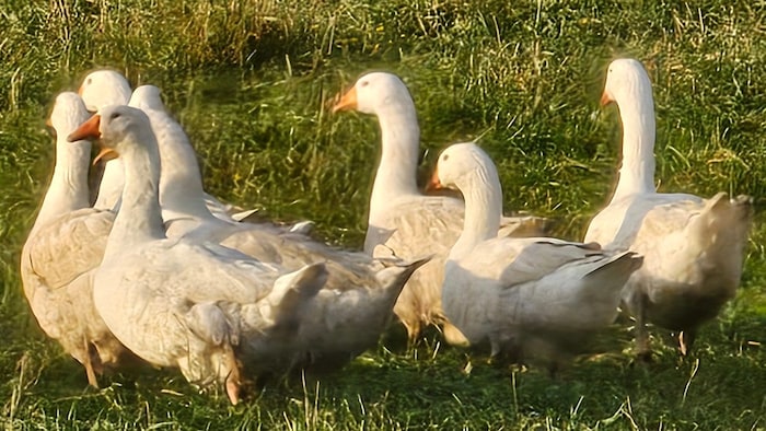 Nur zwölf Kärntner Bauern züchten Gänse.