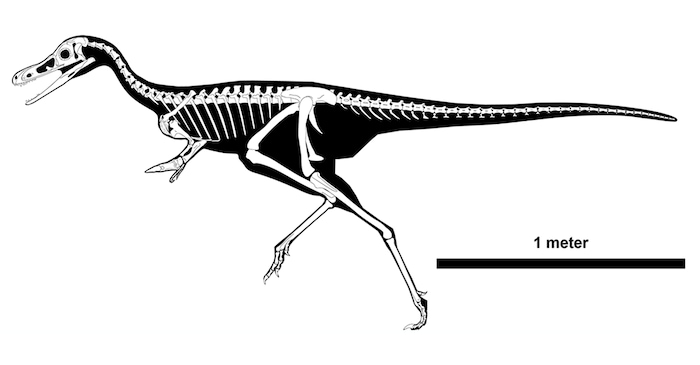 Bonapartenykus ultimus