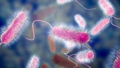 Legionellen können Menschen sehr gefährlich werden. Bei einer Erkrankung sind schwere Verläufe ...