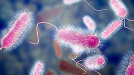 Legionellen können Menschen sehr gefährlich werden. Bei einer Erkrankung sind schwere Verläufe ...