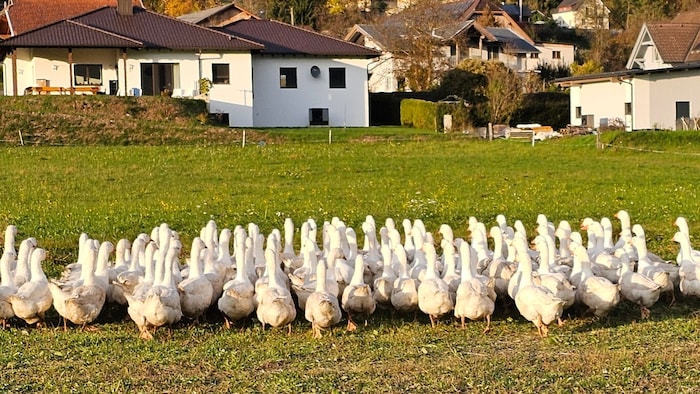 Biogänse werden zumindest 140 Tage alt.
