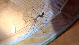 Bergauer Rubina Ein häufiger Untermieter: die Große Zitterspinne.
