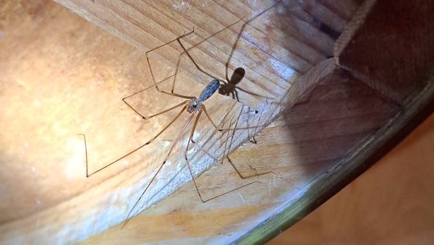 Ein häufiger Untermieter: die Große Zitterspinne.