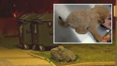 Der Welpe (kleines Bild) wurde einfach neben einem Mistkübel ausgesetzt und von einer Passantin ...