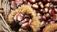 Bei Esskastanien besteht die Fruchthülle aus vielen weichen Stacheln. Die Frucht selbst ist im ...