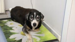 Zwei Mischlinge und ein chinesischer Schopfhund wurden dem Paar abgenommen (Symbolbild)