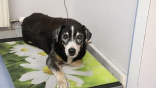 Zwei Mischlinge und ein chinesischer Schopfhund wurden dem Paar abgenommen (Symbolbild)