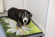 Zwei Mischlinge und ein chinesischer Schopfhund wurden dem Paar abgenommen (Symbolbild)