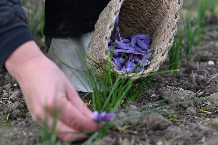 Mit der Hand werden die Blüten gepflückt.