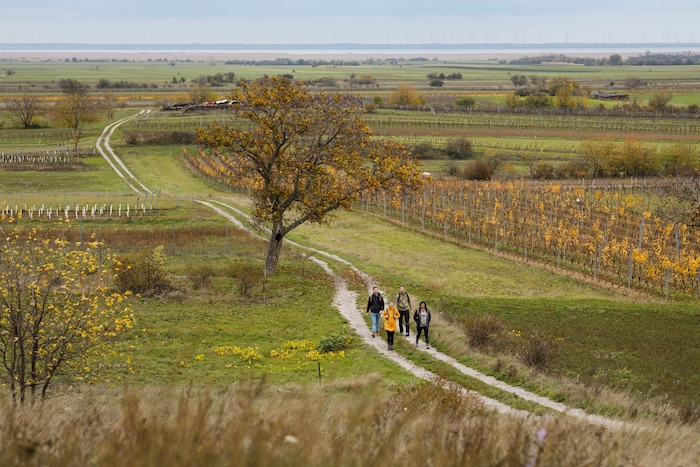 Vom Hölzelstein bei Oggau kann man bis zum Neusiedler See blicken.