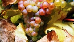 Die Trauben werden hier vielerorts noch von Hand gelesen und mit Herz gekeltert.