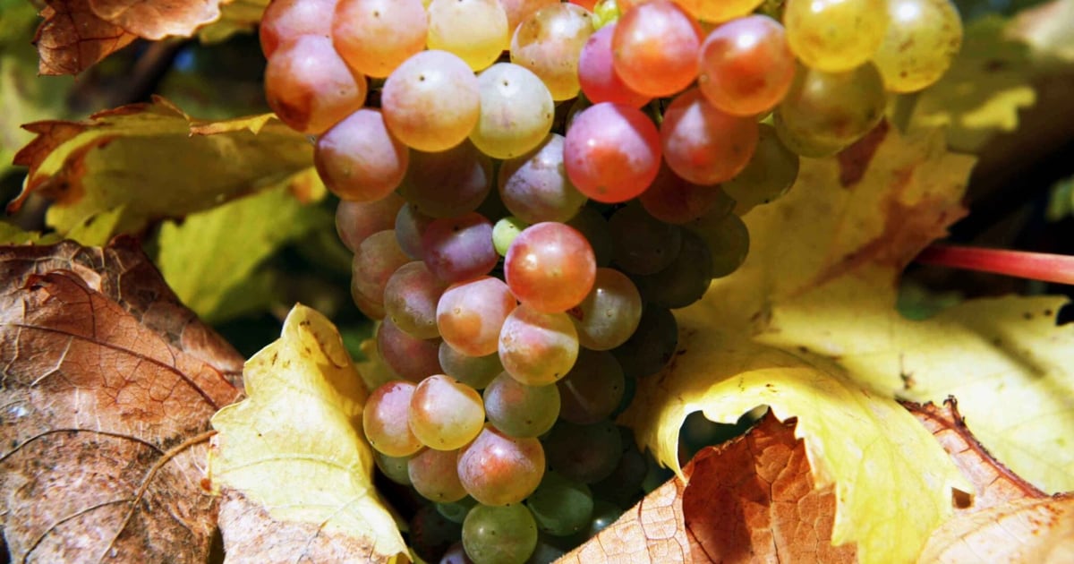 WINE-Intergroup - Wir sind starke Stimme für den Weinmarkt Europas