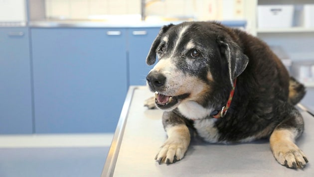 Der 18jährige Appenzeller Sennenhund „Camillo“ erfreut sich zwar nicht bester Gesundheit, aber ...