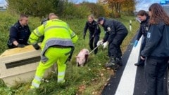 „Schwein auf der Straße“ war die EInsatzmeldung, die in Deutschland abgesetzt worden ist. 