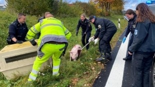 „Schwein auf der Straße“ war die EInsatzmeldung, die in Deutschland abgesetzt worden ist. 