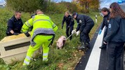 „Schwein auf der Straße“ war die EInsatzmeldung, die in Deutschland abgesetzt worden ist. 