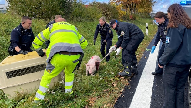 „Schwein auf der Straße“ war die EInsatzmeldung, die in Deutschland abgesetzt worden ist.