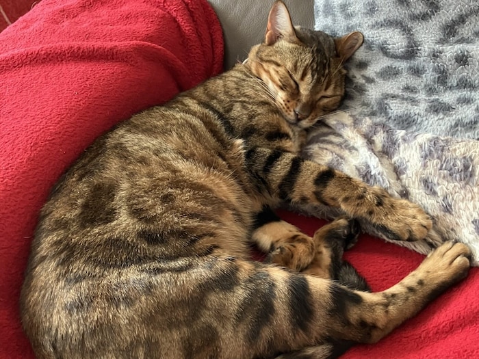 Wer hat Gio gesehen?