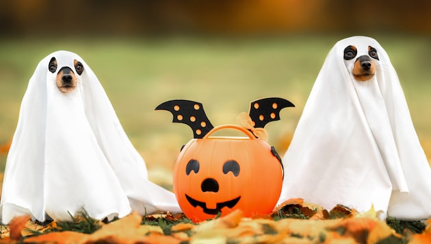 Buh! Oder doch eher: Hilfe?!