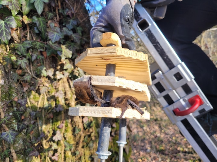 Der Artenspürhund ist auf Fledermäuse spezialisiert, von denen es in Österreich mindestens 28 ...