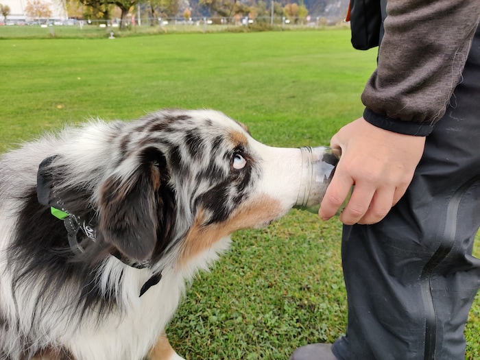 Geruchsproben lehren den Hund, wie die Arten riechen