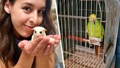 „Sugar Glider“ sind der neueste „Trend“ unter den Haustieren. Doch die Kurzkopfgleitbeutler ...