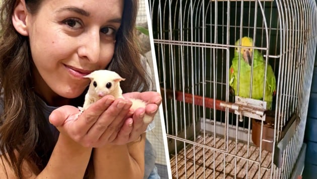 „Sugar Glider“ sind der neueste „Trend“ unter den Haustieren. Doch die Kurzkopfgleitbeutler ...