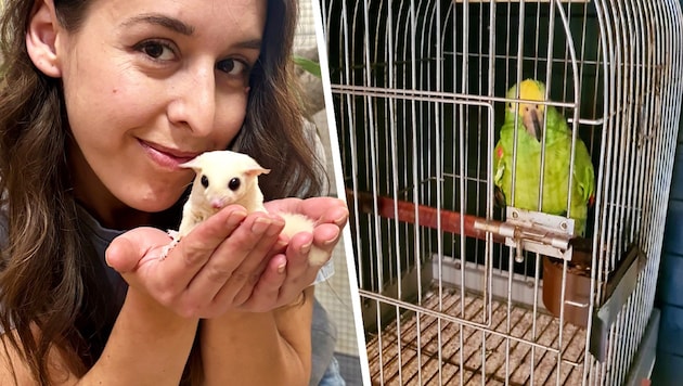 „Sugar Glider“ sind der neueste „Trend“ unter den Haustieren. Doch die Kurzkopfgleitbeutler ...