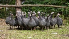 Diese spezielle Hühner-Art wird nun auch in Rennweg gezüchtet.