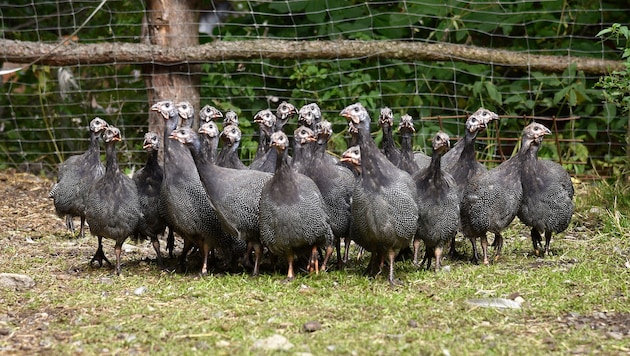 Diese spezielle Hühner-Art wird nun auch in Rennweg gezüchtet.
