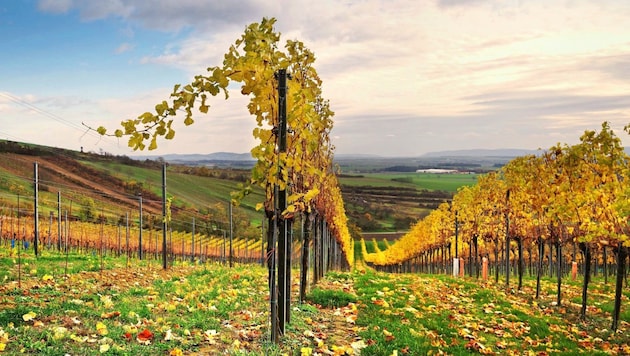 Gute Qualität und/oder eine mengenmäßig gute Ernte: Niederösterreich als größtes ...