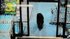 Immer mehr Bären greifen in Japan Menschen an – der Minister spricht von „ernstem Problem“.