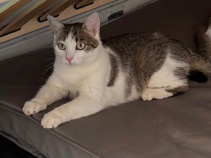 Cookie wird schmerzlich vermisst.